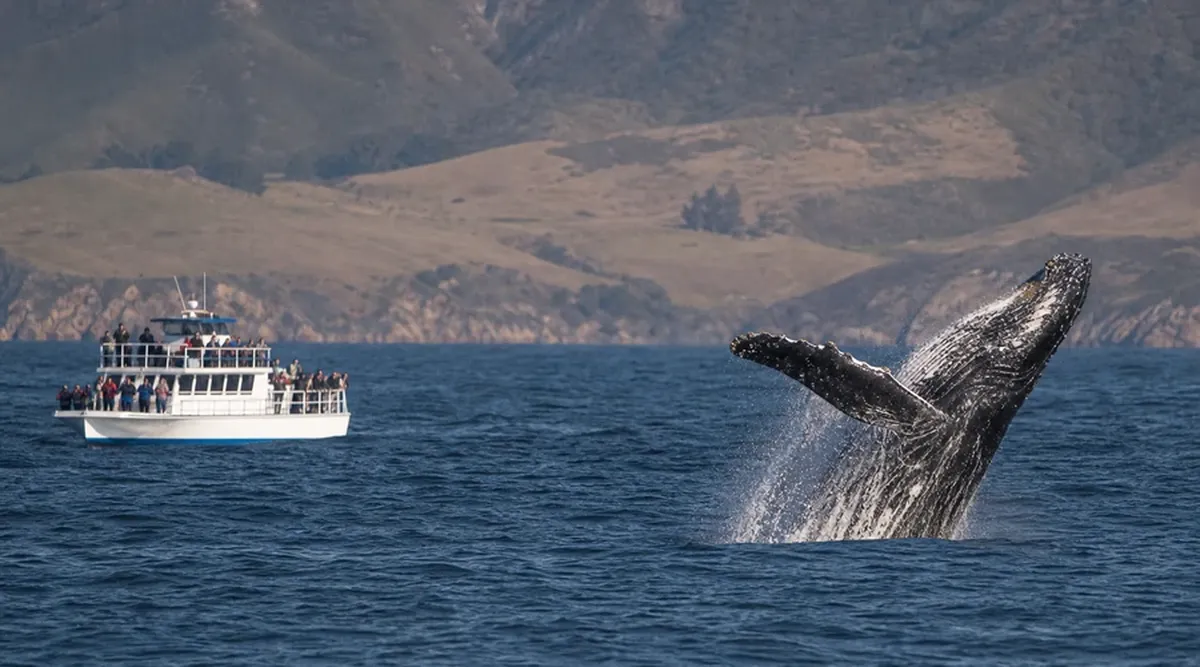 Whale Watching — coastal educational illustration